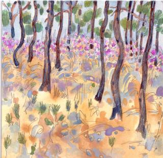 /i/alanna/Flowers_on_Fireroad.jpg
