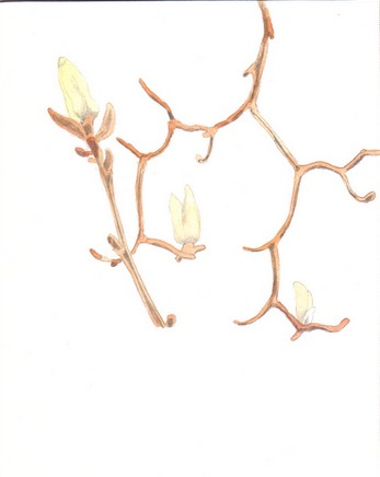 /i/korea/375magnoliaKorea.jpg